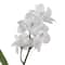 Double Baby's Breath Stem by Ashland®